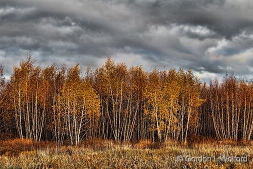 Fading Fall Foliage_00487.jpg - Photographed near Smiths Falls, Ontario, Canada.